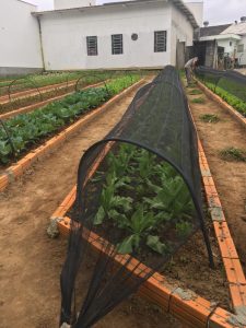Vale ressaltar, que o projeto da horta do Hospital Materno Infantil Santa Catarina é 100% orgânica e forma um ciclo com uma série de benefícios para nós e o meio ambiente. A compostagem favorece o descarte sustentável, o que diminui a quantidade de lixo encaminhada para os aterros e reduz o custo de coleta e transporte